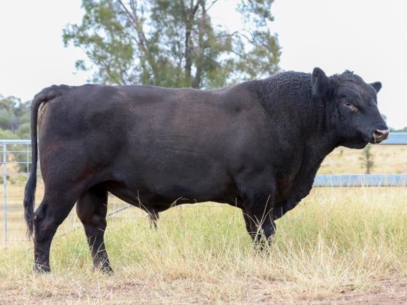 Wallangra Angus Breeding Sires